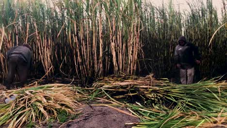 Harvesting-cane-by-hand-in-Ameca,-Jalisco.-Mexico