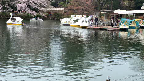 La-Gente-Se-Embarca-En-Botes-De-Pedales-En-El-Lago-Del-Parque-Inokashira-Con-Flor-De-Cerezo