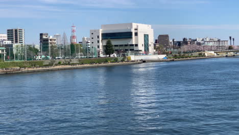 Panorámica-De-180º-Del-Río-Sumida-Con-Flores-De-Cerezo-En-El-Parque-Sumida