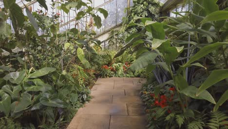 Spaziergang-Durch-Das-Tropische-Palmenhaus-In-Kew-Gardens-In-London,-Heimat-Vieler-Exotischer-Pflanzen-In-Ihren-Gemäßigten-Gewächshäusern