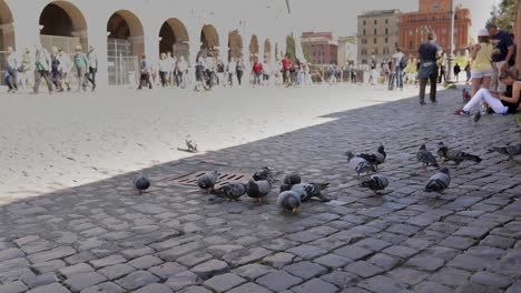 Palomas-Recogiendo-Comida-Del-Suelo-En-Una-Calle-De-Roma