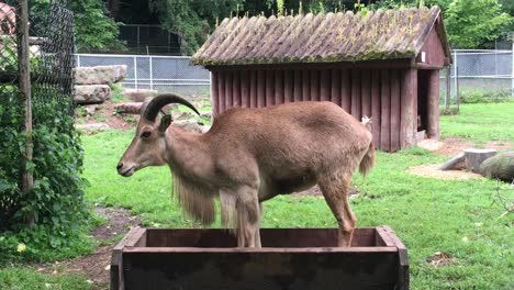 Mufflonschafe-Stehen-Beim-Fressen-Im-Futterhäuschen,-Hoher-Parkzoo