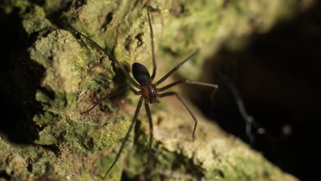 Araña-Reclusa,-Araña-Violín-En-Superficie-Rocosa