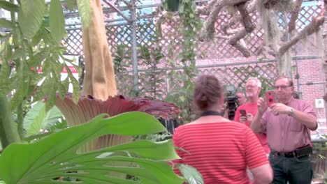 People-smelling-a-corpse-plant