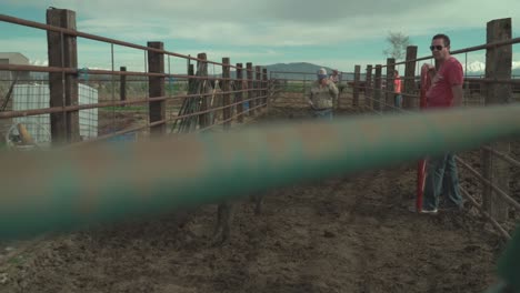 Two-young-calvers-are-directed-though-a-cattle-corral-to-receive-branding-and-medical-check-up