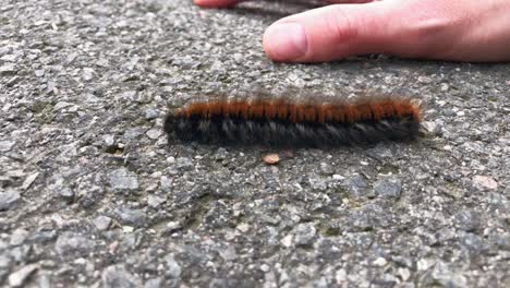 Macro-De-Una-Oruga-Marrón-Caminando-Sobre-Un-Suelo-De-Hormigón-Junto-A-Una-Mano-Humana