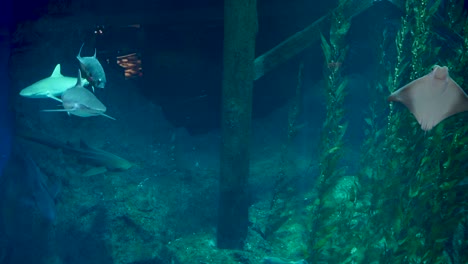 Un-Video-En-Cámara-Lenta-De-Un-Enorme-Acuario-Y-Peces