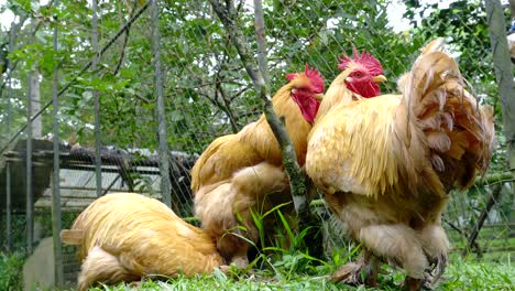 Pollo-Cochin-Gigante-Descansa-Y-Duerme