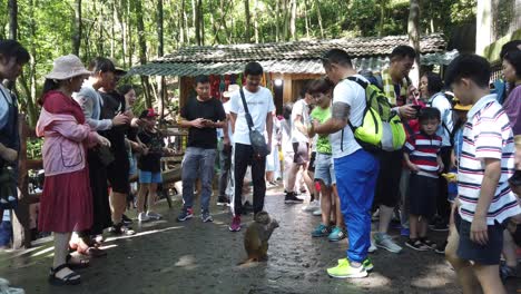 Zhangjiajie,-China---August-2019-:-Crowd-of-chinese-tourists-throwing-pieces-of-fruit-food-to-small-wild-monkey,-Ten-Mile-Gallery-Monkey-Forest,-Zhangjiajie-National-Park