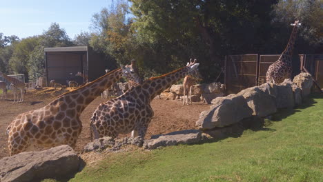 Large-group-of-Giraffes-graze-on-grass-in-their-open-enclosure-at-a-wildlife-Safari-park