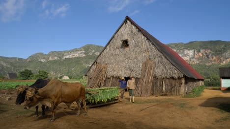 Farmers-puting-the-tobacco-leaves-inside-the-Drying-house-to-curate-tobacco-the-leaves
