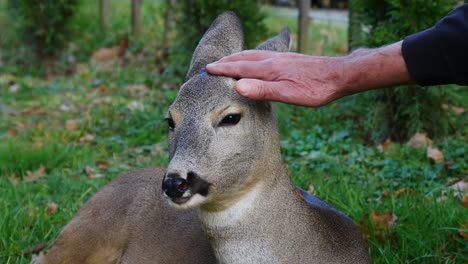 Restaurantmitarbeiter-Fanden-Im-Wald-Ein-Junges-Reh