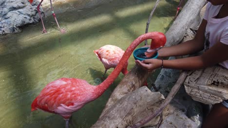 Cámara-Lenta-De-Un-Flamenco-Comiendo-De-Las-Manos-De-Un-Niño-En-El-Acuario