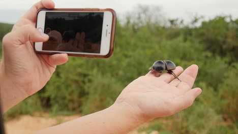 Un-Escarabajo-De-Estiércol-No-Volador-Se-Arrastra-ágilmente-Sobre-La-Mano-De-Una-Persona-Mientras-Filma-El-Momento-Especial-En-Un-Teléfono-Inteligente