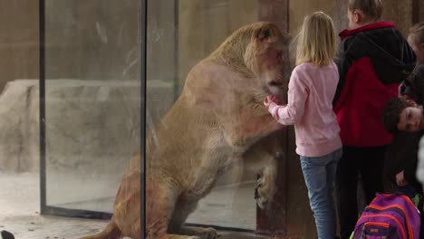 Löwe-Im-Zoo-Will-Kinder-In-Echtzeit-Fressen