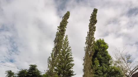 Lapso-De-Tiempo-Del-Paso-De-Las-Nubes-Y-La-Explosión-De-Color-Del-árbol-Por-La-Luz-Del-Sol