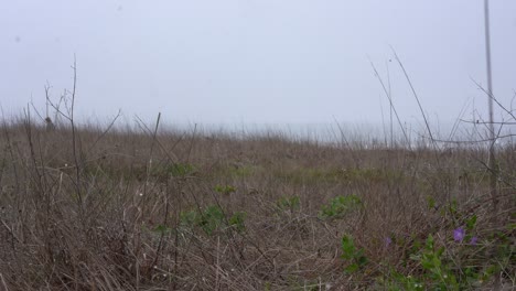 Schwenkaufnahme-Eines-Schönen-Tages-Am-Strand