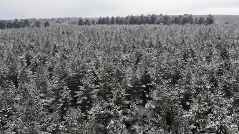 Flying-above-the-Kings-Forest-covered-in-snow-on-the-outskirts-of-Bury-St-Edmunds,-Suffolk,-UK