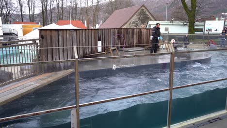 Trainer-Hat-An-Kalten-Wintertagen-Spaß-Mit-Seelöwen-Im-Zoo-Von-Bergen-–-POV-Von-Der-Tribüne-Aus