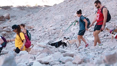 Grupo-Diverso-De-Perros-Paseando-Senderismo-Por-El-Sendero-De-La-Ladera-De-Una-Montaña-Rocosa