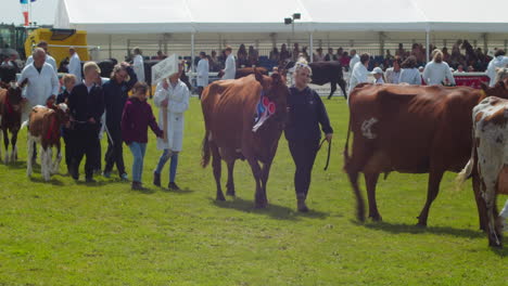 Royal-Cornwall-Show-2022-En-Wadebridge-Con-Ganado-Caminando-Por-Un-Campo-Para-Una-Gran-Ceremonia-De-Desfile