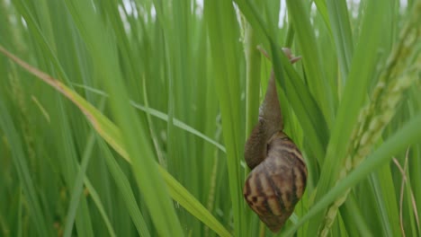 Nahaufnahme-Einer-Apfelschnecke,-Die-Sich-Auf-Einem-Reisfeld-Bewegt