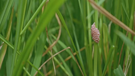 Apple-snail-eggs-ready-to-hatch-between-rice-field