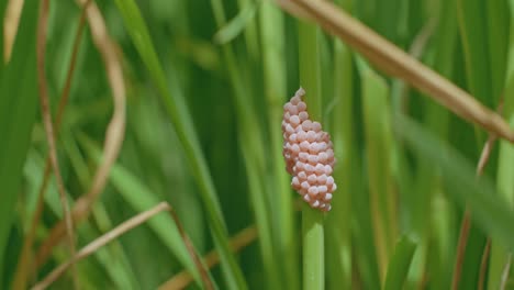 Apple-snail-eggs-ready-to-hatch-between-rice-field