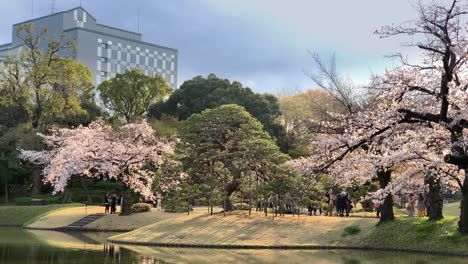 Sunset-behind-cherry-blossom-trees-at-the-Koishikawa-Botanical-Garden-lake