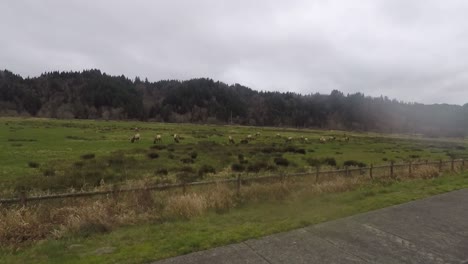 Conduciendo-Por-Alce-En-El-área-De-Observación-De-Alce-De-Dean-Creek-En-Oregon