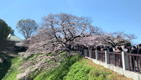 A-panoramic-of-the-Chidorigafuchi-Park-moat,-bridge-with-cherry-blossom-and-people-around