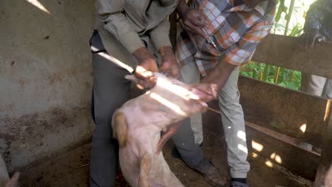 Ein-Afrikanischer-Mann-Hält-Ein-Schwein-An-Den-Ohren,-Während-Es-Um-Sich-Schlägt,-Während-Ein-Anderer-Afrikanischer-Mann-Versucht,-Dem-Schwein-In-Einem-Hölzernen-Schweinestall-Eine-Injektion-Zu-Verabreichen