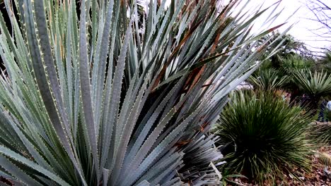 Las-Puntas-Espinosas-De-Los-Cactus-Que-Adornan-Las-áreas-Ajardinadas-De-Los-Jardines-Del-álamo-4k30fps-Seg-2-De-2-Cámara-Lenta