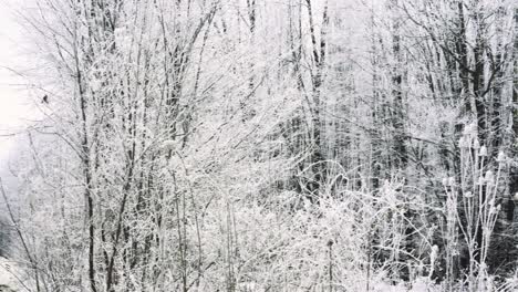 Slowmotion-pan-left-starting-from-frozen-trees-leading-to-a-cyclist-riding-on-empty-road-in-the-middle-of-the-forest