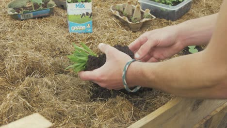 Transplanting-young-spinach-seedlings-from-recycled-milk-carton-into-raised-bed