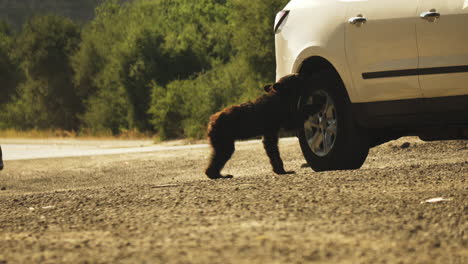 Cachorro-De-Oso-En-Cachuma,-Carretera-De-California-Interactuando-Con-Automóvil-Humano,-Estático