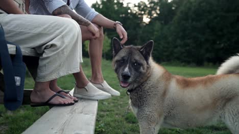 Beine-Eines-Paares,-Das-Auf-Dem-Hölzernen-Picknicktisch-Sitzt,-Mit-Einem-Amerikanischen-Akita-Hund,-Der-Vor-Ihnen-Steht-Und-Zurück-Auf-Den-Park-Blickt