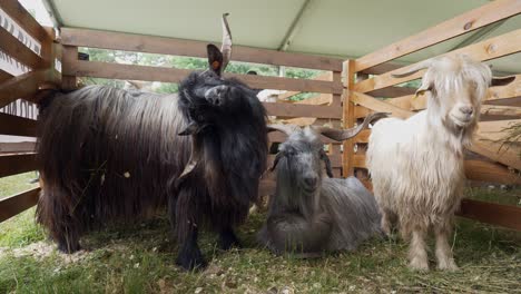 Cabras-De-Pelo-Largo-De-Bulgaria-Con-Grandes-Cuernos-De-Pie-En-Madera-Abierta