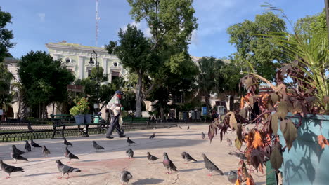 Vista-De-Las-Palomas-Y-La-Oficina-Principal-Del-Gobierno-De-Yucatán-Al-Atardecer