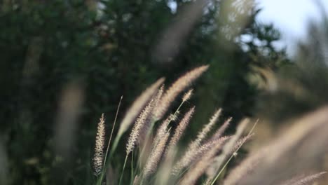 field-of-grass-during-sunset