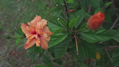 Una-Flor-De-Hibisco-Naranja-En-El-Jardín