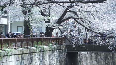 Wunderschöne-Sakura-Bäume-Am-Meguro-Fluss-In-Tokio,-Japan-Im-Frühling-–-Weitwinkelaufnahme