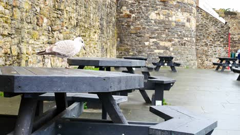 Freche-Graue-Möwe-Steht-Auf-Dem-Picknicktisch-Im-Hafen-Von-Conwy-Im-Bewölkten-Herbst-Marina-Dolly-Links