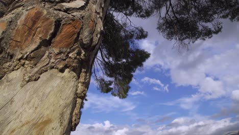 close-up-of-old-tree-in-forest