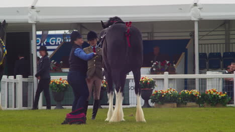 El-Show-De-Royal-Cornwall-2022-Con-Un-Entrenador-De-Caballos-Preparando-Un-Caballo-Grande-Con-Su-Jockey-Para-El-Evento-De-La-Ceremonia