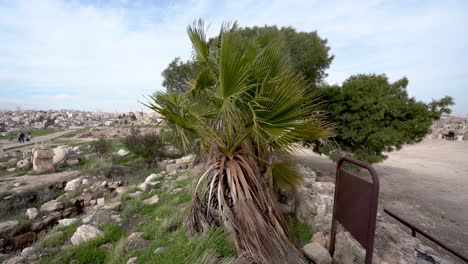 Standbild-Einer-Palme,-Die-Im-Starken-Wind-Zittert,-Mit-Einer-Kiefer-Im-Hintergrund