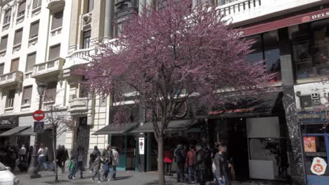 Baum-In-Voller-Blüte-In-Der-Calle-Mayor,-Stadtzentrum-Von-Madrid