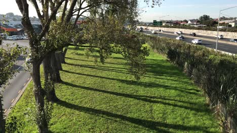 Tall-trees-cast-long-shadows-on-the-green-grassy-edge-of-the-motorway-and-side-road-in-Auckland-New-Zealand