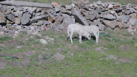 Zwei-Kleine-Lämmer-Grasen-Einander-Gegenüber-Auf-Einem-Feld