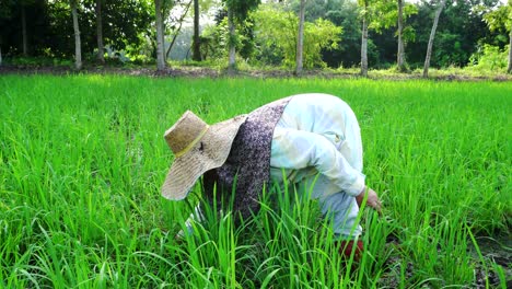 Eliminación-De-Hierba-De-Arrozales-Por-Parte-De-Un-Agricultor